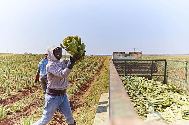 Plantaciones de aloe vera de Forever Living Products